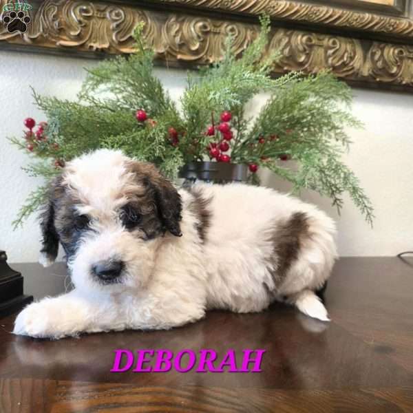 Deborah, Saint Berdoodle Puppy